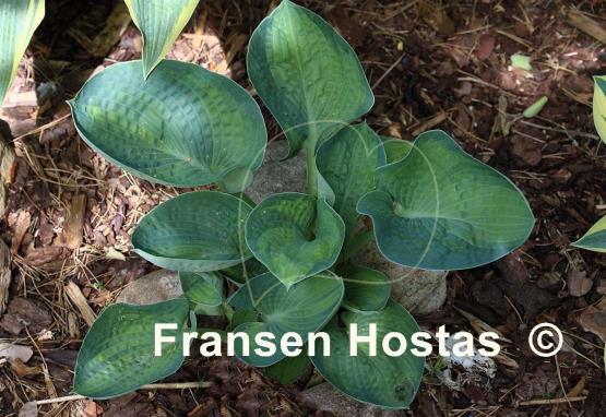 Hosta Blue Shadows